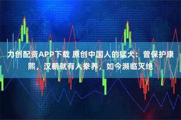 力创配资APP下载 原创中国人的猛犬：曾保护康熙，汉朝就有人豢养，如今濒临灭绝